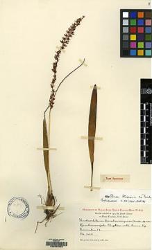 Type specimen at Edinburgh (E). Clemens, Joseph: 205. Barcode: E00050089.