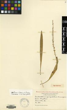 Type specimen at Edinburgh (E). Clemens, Joseph: 361. Barcode: E00050091.