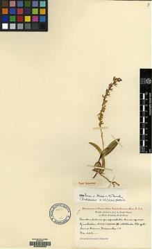 Type specimen at Edinburgh (E). Clemens, Joseph: 202. Barcode: E00050092.
