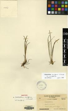 Type specimen at Edinburgh (E). Clemens, Joseph; Clemens, Mary: . Barcode: E00050138.