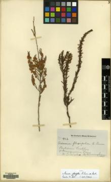 Type specimen at Edinburgh (E). Cunningham, Allan: 412. Barcode: E00050957.