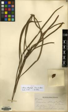 Type specimen at Edinburgh (E). Cunningham, Allan: 432. Barcode: E00050959.