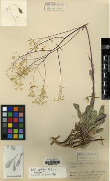 Type specimen at Edinburgh (E). Davis, Peter; Polunin, Oleg: 22683. Barcode: E00051048.