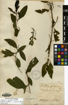 Type specimen at Edinburgh (E). Schlechtendal, D. F. L. V.: . Barcode: E00051228.