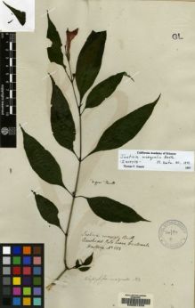 Type specimen at Edinburgh (E). Hartweg, Karl: 553. Barcode: E00051229.