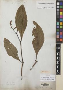 Type specimen at Edinburgh (E). Wallich, Nathaniel: 2343. Barcode: E00051397.