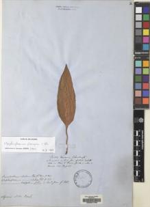 Type specimen at Edinburgh (E). Schomburgk, Robert: 449. Barcode: E00051759.
