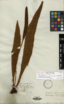 Type specimen at Edinburgh (E). : 446. Barcode: E00051762.