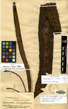 Type specimen at Edinburgh (E). Jenman, George: 769. Barcode: E00051763.