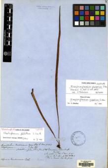 Type specimen at Edinburgh (E). Schomburgk, Robert: 447. Barcode: E00051766.
