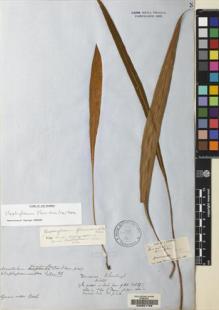 Type specimen at Edinburgh (E). Schomburgk, Robert: 448. Barcode: E00051768.