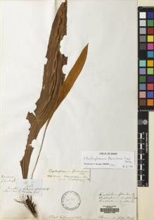 Type specimen at Edinburgh (E). Schomburgk, Robert: 448. Barcode: E00051769.