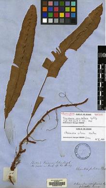 Type specimen at Edinburgh (E). Schomburgk, Robert: 416. Barcode: E00051775.