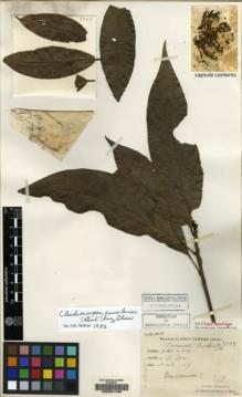 Type specimen at Edinburgh (E). Cavalerie, Pierre: 3299. Barcode: E00051780.