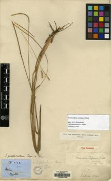Type specimen at Edinburgh (E). Thwaites, George: 3322. Barcode: E00051789.