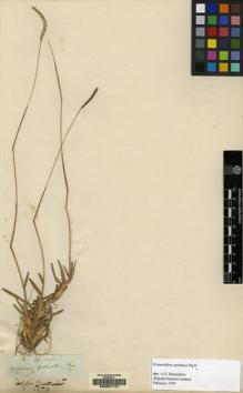 Type specimen at Edinburgh (E). Thwaites, George: 3322. Barcode: E00051791.