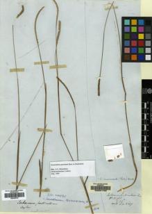 Type specimen at Edinburgh (E). Wallich, Nathaniel: 8867. Barcode: E00051793.