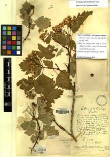 Type specimen at Edinburgh (E). Lace, John: 3900. Barcode: E00051893.