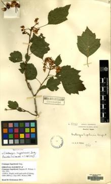 Type specimen at Edinburgh (E). Wilson, Ernest: 2988. Barcode: E00051941.