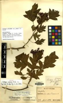 Type specimen at Edinburgh (E). Faurie, Urbain: 307. Barcode: E00051943.