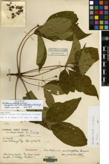 Type specimen at Edinburgh (E). Forrest, George: 11282. Barcode: E00052236.