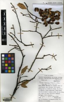 Type specimen at Edinburgh (E). Mendonça, R.C.; Nogueira Silva, P.E.; Bensuson, N.R.; Andahur, P.V.: 1596. Barcode: E00052380.
