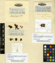 Type specimen at Edinburgh (E). Hooker, Joseph: . Barcode: E00052653.