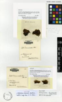 Type specimen at Edinburgh (E). Drummond, Thomas: . Barcode: E00052664.