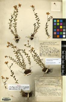 Type specimen at Edinburgh (E). Forrest, George: 2757. Barcode: E00053001.
