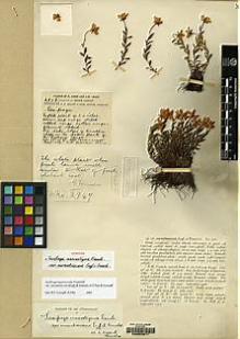 Type specimen at Edinburgh (E). Forrest, George: 2947. Barcode: E00053011.