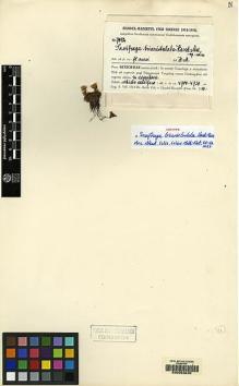 Type specimen at Edinburgh (E). Handel-Mazzetti, Heinrich: 7482. Barcode: E00053020.