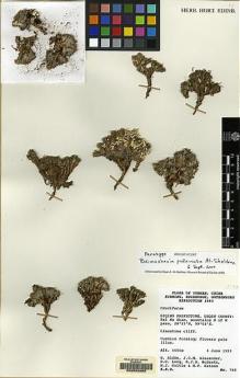 Type specimen at Edinburgh (E). Kunming, Edinburgh, Gothenburg Expedition (1993): 765. Barcode: E00053069.
