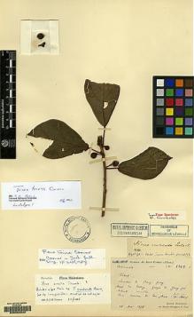 Type specimen at Edinburgh (E). Bodinier, Emile: 2363. Barcode: E00053333.
