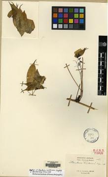 Type specimen at Edinburgh (E). Cavalerie, Pierre: 1266. Barcode: E00053622.