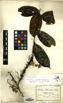 Type specimen at Edinburgh (E). Staudt, Alios: 263. Barcode: E00053942.