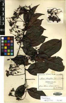 Type specimen at Edinburgh (E). Dinklage, Max: 1675. Barcode: E00053943.
