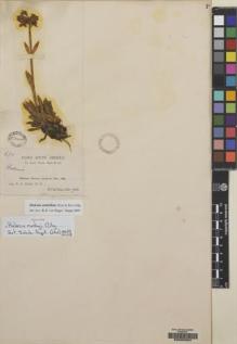 Type specimen at Edinburgh (E). Rusby, Henry: 670. Barcode: E00053984.