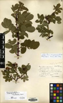 Type specimen at Edinburgh (E). Marshall, Edward: 1891. Barcode: E00054877.