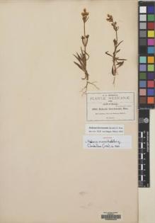 Type specimen at Edinburgh (E). Pringle, Cyrus: 6964. Barcode: E00055024.