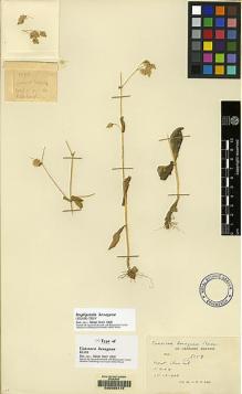 Type specimen at Edinburgh (E). Kerr, Arthur: 8059. Barcode: E00055172.