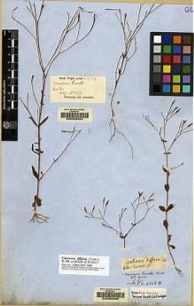 Type specimen at Edinburgh (E). Wight, Robert: 2562. Barcode: E00055292.