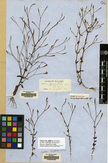 Type specimen at Edinburgh (E). Campbell, William: 92. Barcode: E00055294.