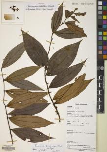 Type specimen at Edinburgh (E). Laman, T.G.; Rachman, Ismail A. & Mirmanto, Edi: TL 198. Barcode: E00055540.