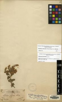 Type specimen at Edinburgh (E). Parry, Charles; Palmer, Edward: 223. Barcode: E00055860.