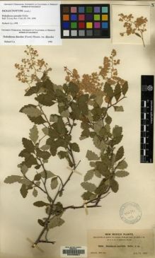 Type specimen at Edinburgh (E). Heller, Amos; Heller, Emily: 3840. Barcode: E00055861.