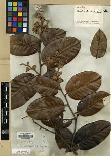 Type specimen at Edinburgh (E). Schomburgk, Robert: 485. Barcode: E00056024.
