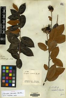 Type specimen at Edinburgh (E). Schomburgk, Robert: 28. Barcode: E00056035.