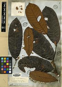 Type specimen at Edinburgh (E). Spruce, Richard: . Barcode: E00056046.