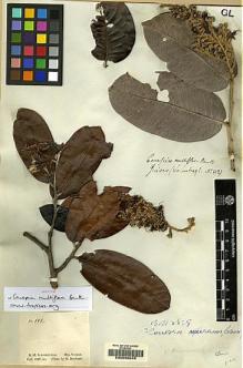 Type specimen at Edinburgh (E). Schomburgk, Robert: 112. Barcode: E00056049.