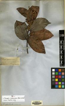 Type specimen at Edinburgh (E). Spruce, Richard: 2322. Barcode: E00056057.